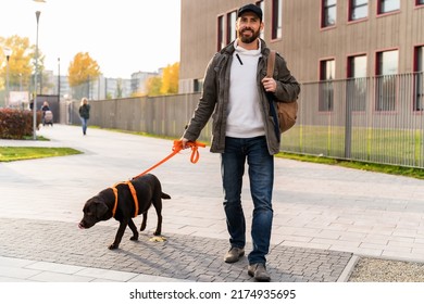 During The Walk. Bearded Male Dog Owner Holding A Leash Of His Labrador Dog While Spending Time Together At The Street. Man Walking With His Pet. Stock Photo 