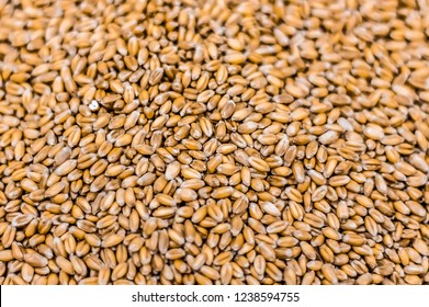 Durum Wheat Grains As Background