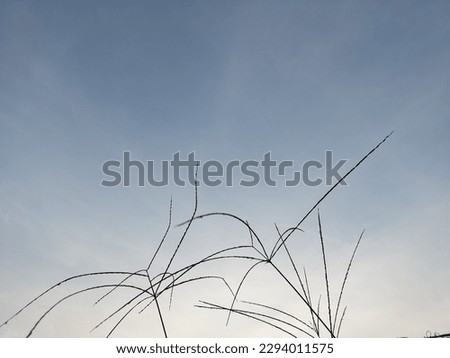 Similar – Image, Stock Photo Let the grass grow over it…