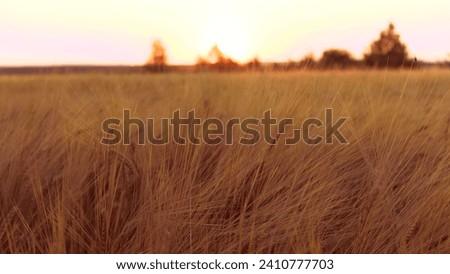 As dusk approaches rhythmic dance of wheat stems brushed in golden hue by sun. Wheat stalks gently oscillate in mild summer breeze with spikelets swaying gracefully. Sun beams cause wheat glimmer