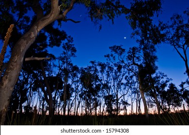 Dusk In The Australian Bush