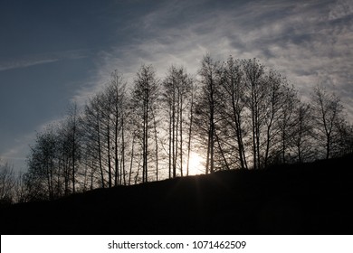 Dusk Behind Treeline