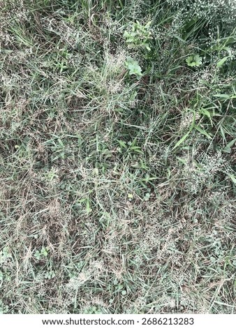 dusk and dey uncared grass