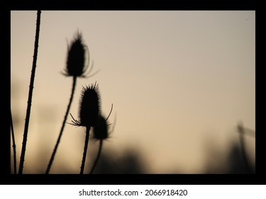 Dusk foliage backlit dramatic group of three