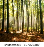 Dusk in forest