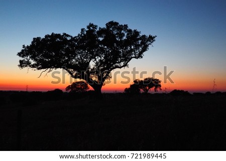 Dusk tree