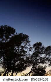 Dusk in the trees