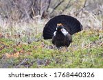 a dusky or blue grouse flashes its tail feathers 