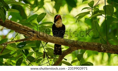 Dusky Broadbill The body is black, the neck to the upper chest is yellowish white. Big mouth, dark red pink, dark tip, dark pink eye skin The back has orange stripes.