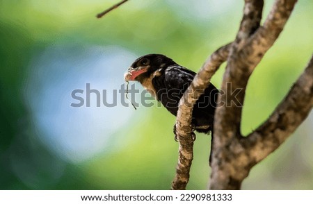 Dusky Broadbill The body hair is black, the neck to the upper chest is fawn white. The mouth is very big and wide. Dark reddish pink, dark tip, dark pink skin around the eyes