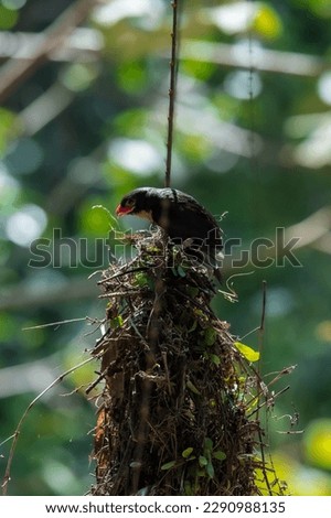 Dusky Broadbill The body hair is black, the neck to the upper chest is fawn white. The mouth is very big and wide. Dark reddish pink, dark tip, dark pink skin around the eyes