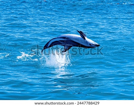 Dusky Dolphin jumping in the pacific