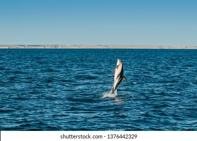 Dusky Dolphin jumping, Peninsula Valdes,Patagonia,Argentina