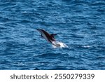 Dusky dolphin (Lagenorhynchus obscurus) breaching in the South Atlantic Ocean, off the Falkland Islands