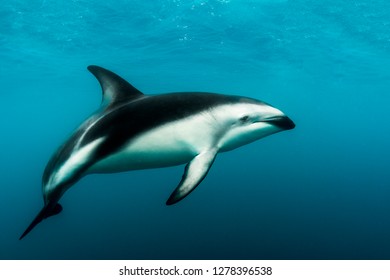 A Dusky Dolphin (Lagenorhynchus obscurus)swimming off the Kaikoura Peninsula, South Island, New Zealand - Shutterstock ID 1278396538