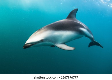 A dusky dolphins hunts for sardines next to on Peninsula Valdez in Argentina - Shutterstock ID 1367996777