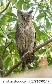 Dusky eagle-owl (Bubo coromandus) Photograph at Kaziranga National Park, Assam, India. - Shutterstock ID 1791699149