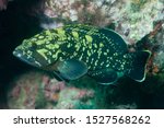 Dusky grouper (Epinephelus marginatus) Granada, Spain