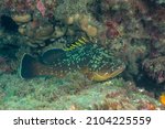 Dusky grouper (Epinephelus marginatus) Granada, Spain