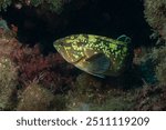 Dusky grouper (Epinephelus marginatus) Granada, Spain