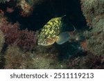 Dusky grouper (Epinephelus marginatus) Granada, Spain