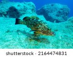Dusky grouper, Epinephelus marginatus, Kas Kekova Marine Proetcted Area