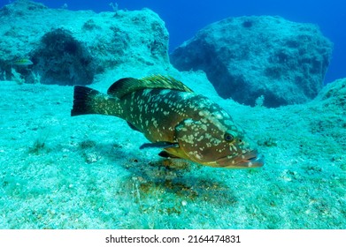 Dusky grouper, Epinephelus marginatus, Kas Kekova Marine Proetcted Area - Shutterstock ID 2164474831