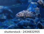 Dusky Grouper (Epinephelus marginatus) - Marine fish