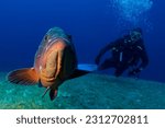 dusky grouper, yellowbelly rock cod or yellowbelly grouper (Epinephelus marginatus) El Hierro, Spain