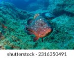 dusky grouper, yellowbelly rock cod or yellowbelly grouper (Epinephelus marginatus) El Hierro, Spain