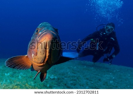 dusky grouper, yellowbelly rock cod or yellowbelly grouper (Epinephelus marginatus) El Hierro, Spain