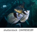 Dusky groupers and two-banded sea breams