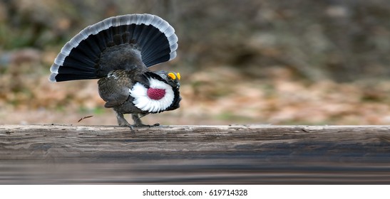 Dusky Grouse