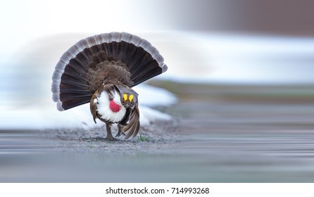 Dusky Grouse