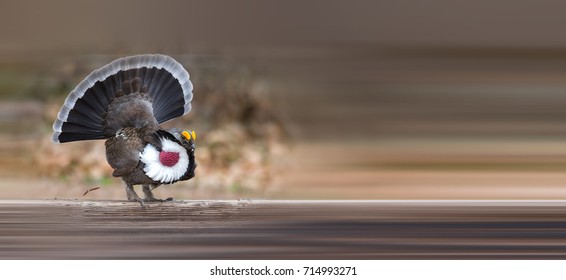 Dusky Grouse