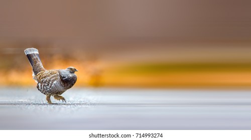 Dusky Grouse