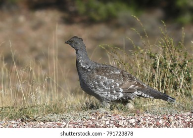 Dusky Grouse