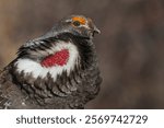 Dusky grouse close-up portrait, courtship calling, trying to impress a nearby female grouse,. USA, Colorado