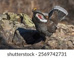 Dusky grouse courtship display, trying to impress a nearby female grouse. USA, Colorado