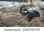 Dusky grouse, courtship display, trying to impress a nearby female grouse,. USA, Colorado