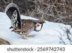 Dusky grouse in courtship display, trying to impress a nearby female grouse,. USA, Colorado