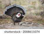 Dusky grouse, courtship display USA