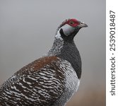 The Dusky Grouse (*Dendragapus obscurus*) is a medium-sized bird found primarily in the western United States and parts of Canada. It inhabits coniferous forests and mountainous regions. 