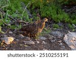 A dusky grouse foraging in a rocky forest clearing during golden hour light at sunset