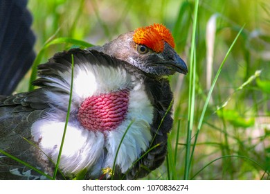 Dusky Grouse In Idaho