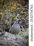 Dusky grouse on a rock in front of trees