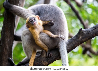 Dusky Langur Monkey baby or Dusky Leaf Monkey baby on the tree, Prachuap Khiri Khan, Thailand