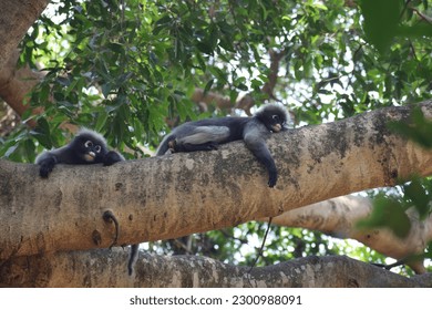 Dusky Langur, Spectacled Langur (Trachypithecus obscurus) Body color is gray, hands and feet are black, face is dark gray or gray-black. The area around the eyes is a white circle.