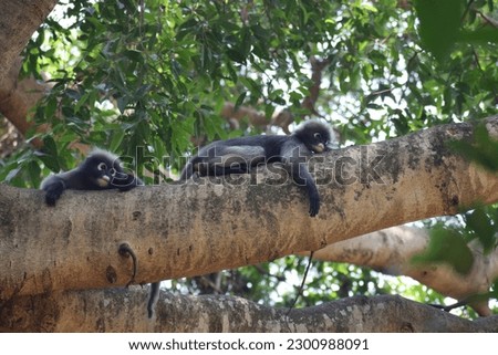 Dusky Langur, Spectacled Langur (Trachypithecus obscurus) Body color is gray, hands and feet are black, face is dark gray or gray-black. The area around the eyes is a white circle.