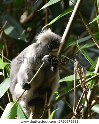 Dusky Langur or Spectacled Langur (Trachypithecus obscurus)